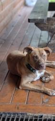 Reunited Female Dog last seen Carman Pl and South Ireland Pl, Amityville, NY 11701