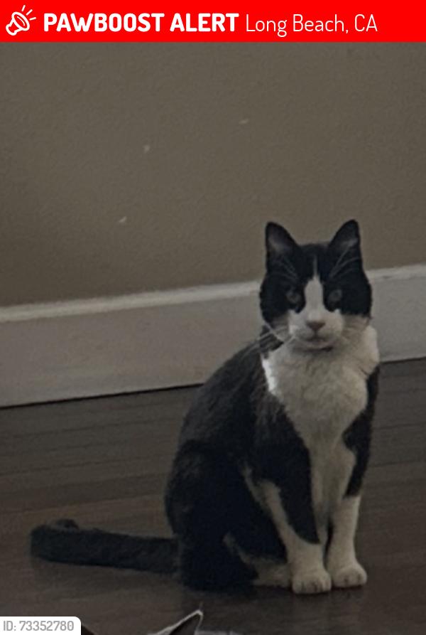 Lost Female Cat last seen wardlow / stevely, Long Beach, CA 90808