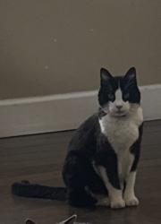 Lost Female Cat last seen wardlow / stevely, Long Beach, CA 90808