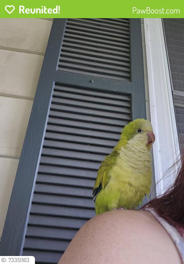 Reunited Unknown Bird last seen Pinetop Ave and Hilltop, Graham, Graham, NC 27253