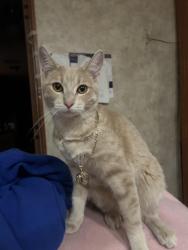 Lost Female Cat last seen I’m not sure, San Martin, CA 95046