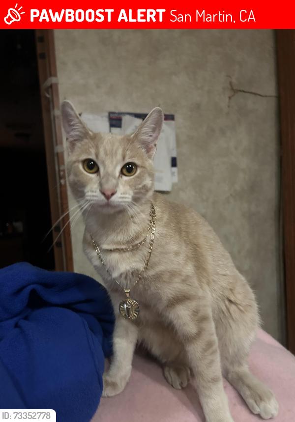 Lost Female Cat last seen I’m not sure, San Martin, CA 95046