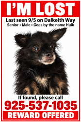 Lost Male Dog last seen Dalkeith way, Antelope, CA 95843