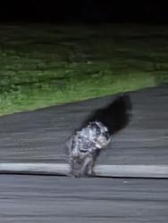 Found/Stray Unknown Dog last seen Cypress lake development, Cypress Lake, FL 33919