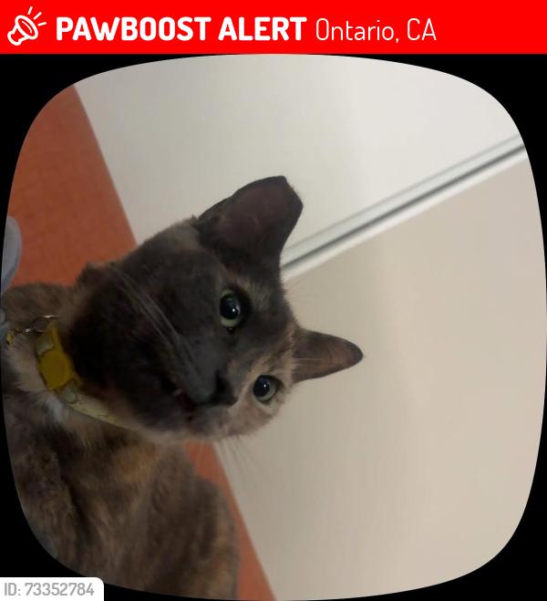 Lost Female Cat last seen Caroline ct, Ontario, CA 91762