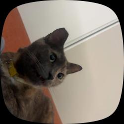 Lost Female Cat last seen Caroline ct, Ontario, CA 91762