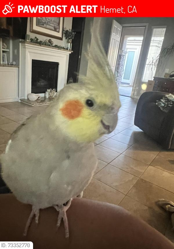 Lost Male Bird last seen Alta Murrieta and Lis Alamos in Murrieta, Hemet, CA 92545
