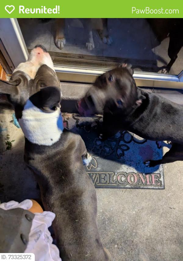 Reunited Unknown Dog last seen Mistyhill dr., Springfield Township, OH 45240
