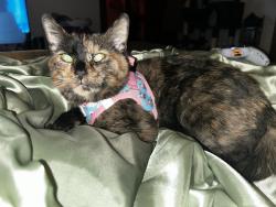 Lost Female Cat last seen By the park, Lake Ka-ho, IL 62069