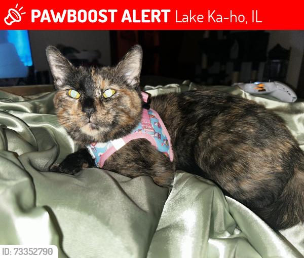 Lost Female Cat last seen By the park, Lake Ka-ho, IL 62069