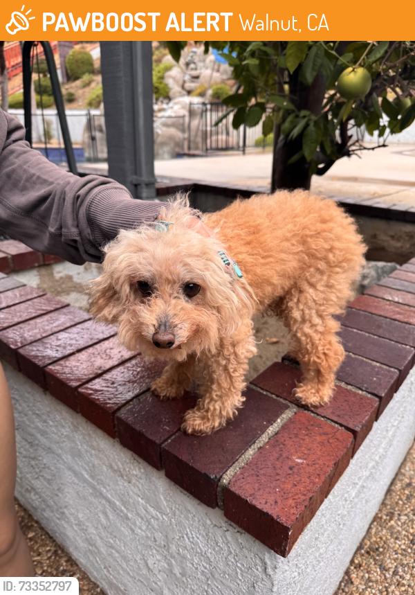 Found/Stray Unknown Dog last seen Snow Creek Dr and La Puente Rd, Walnut, CA 91789