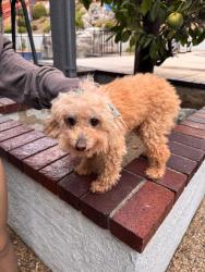 Found/Stray Unknown Dog last seen Snow Creek Dr and La Puente Rd, Walnut, CA 91789