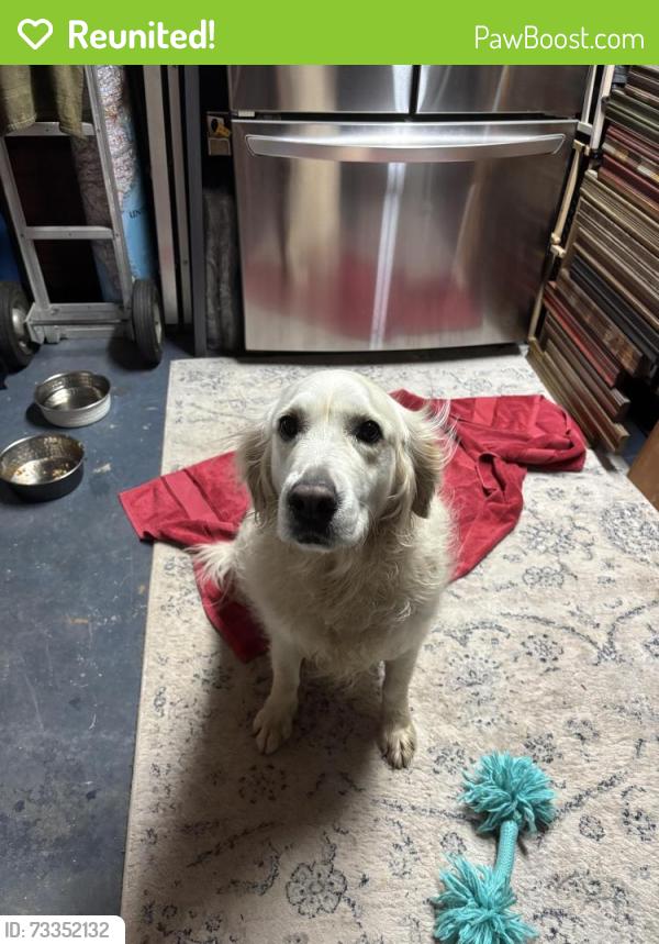 Reunited Female Dog last seen Cane Creek Rd, Fairview, NC 28730