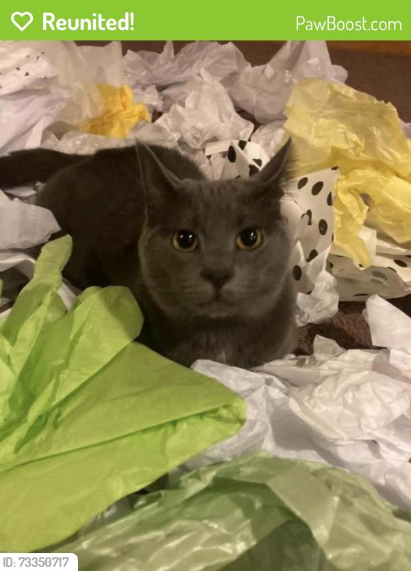 Reunited Female Cat last seen Hoertz rd at the cut thru to coral gables, Parma, OH 44134