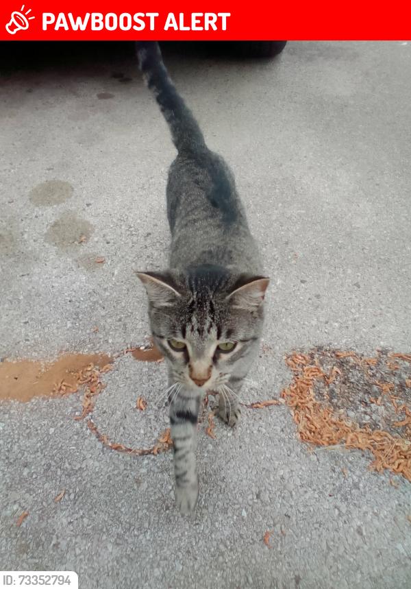 Lost Male Cat last seen Norwood and bowen, Dalworthington Gardens, TX 76013