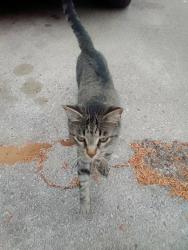 Lost Male Cat last seen Norwood and bowen, Dalworthington Gardens, TX 76013