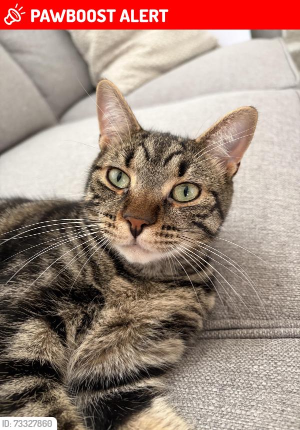Lost Female Cat last seen Richmond & Medway, Weldon Park, Middlesex Centre, ON N0M 1C0