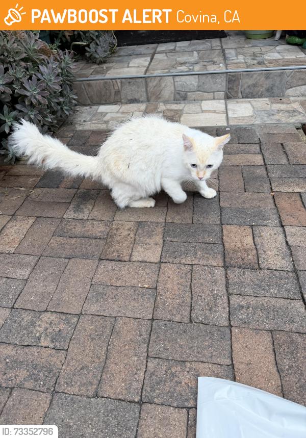Found/Stray Male Cat last seen Cypress & n Banna Ave covina, Covina, CA 91724
