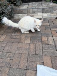 Found/Stray Male Cat last seen Cypress & n Banna Ave covina, Covina, CA 91724