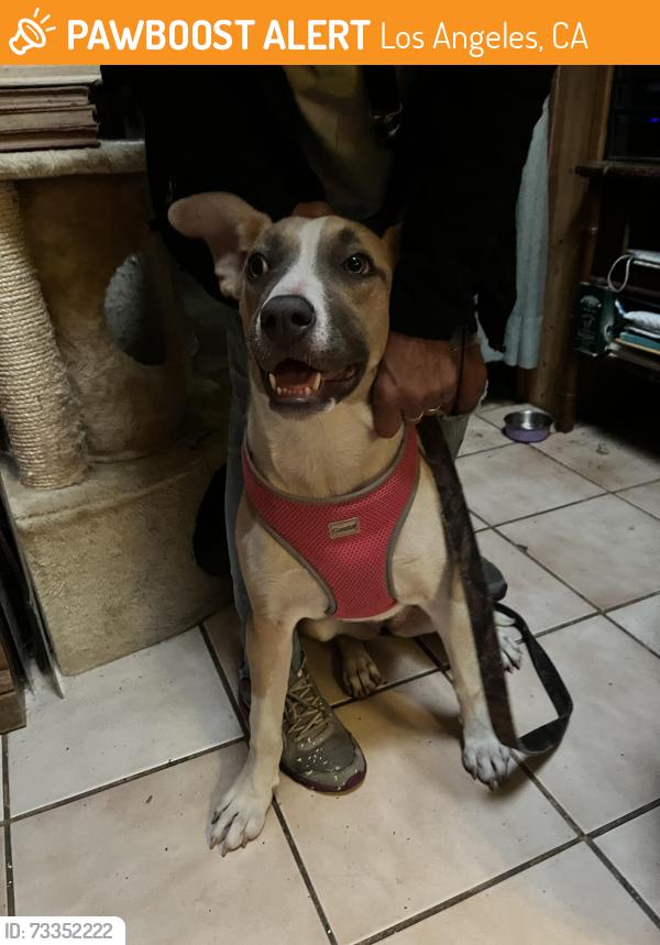Found/Stray Female Dog last seen Sylmar Hubbard/Foothill Blvd, Los Angeles, CA 91342