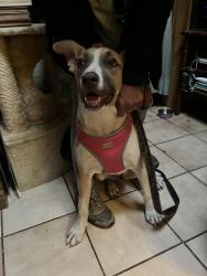Found/Stray Female Dog last seen Sylmar Hubbard/Foothill Blvd, Los Angeles, CA 91342