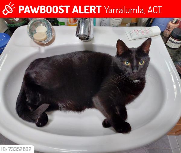 Lost Female Cat last seen Arkana street, Yarralumla, ACT 2600
