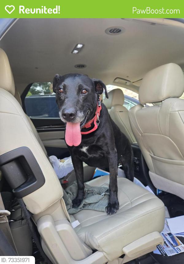 Reunited Male Dog last seen W. Pine and Lloma St, Midland, TX 79705