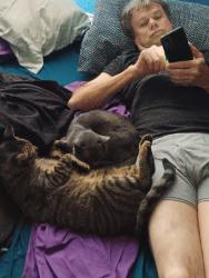 Lost Male Cat last seen Near north claiborne st, New Orleans, LA 70116