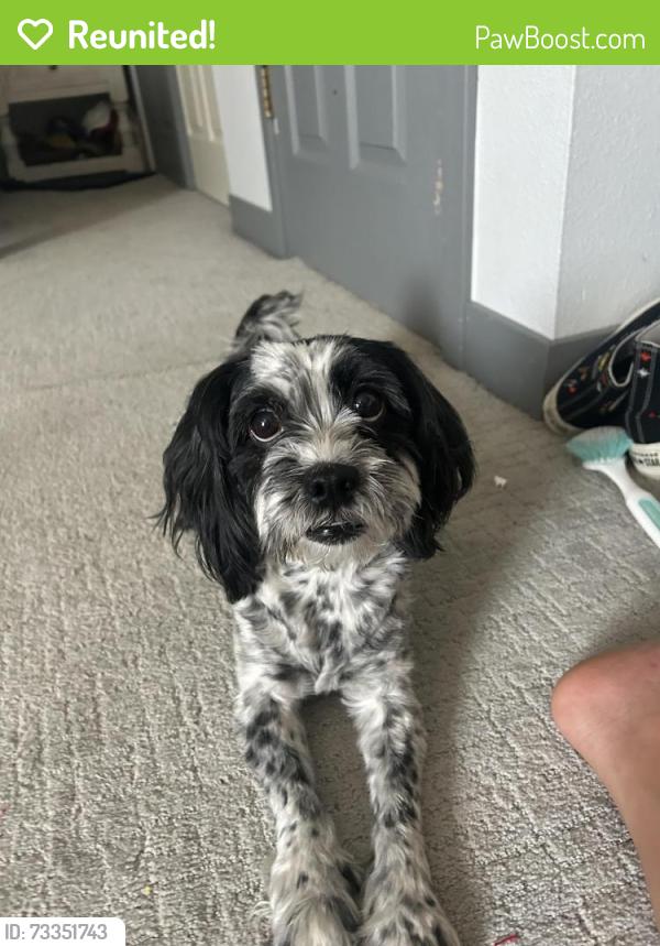Reunited Female Dog last seen Near and Holly summer creek neighborhood, Thornton, CO 80241
