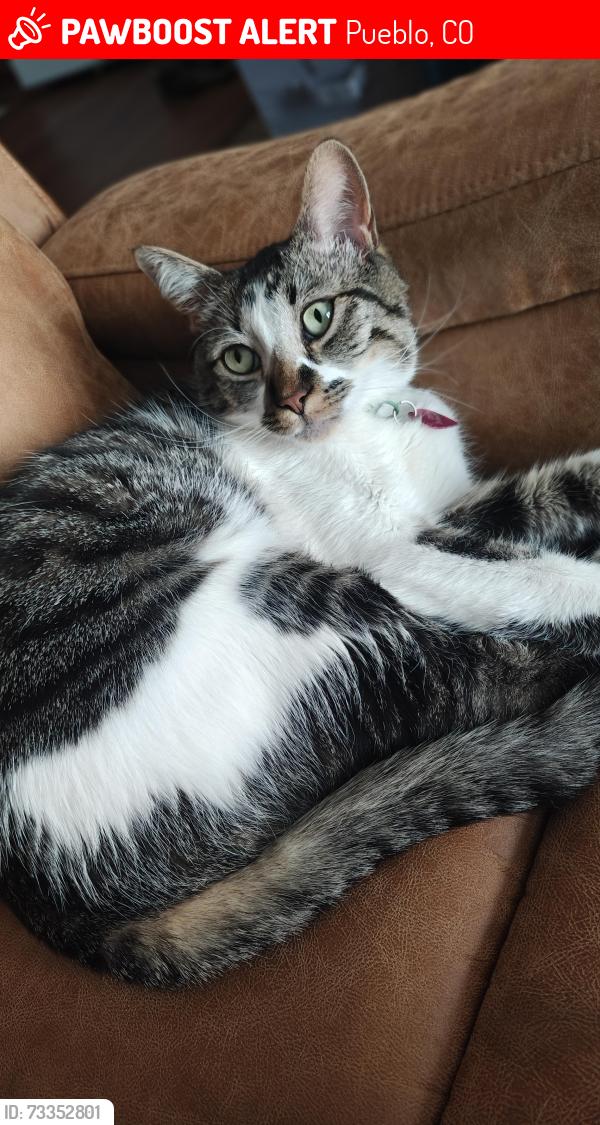 Lost Male Cat last seen Near E 15th st and Juan Madrid, Pueblo, CO 81001
