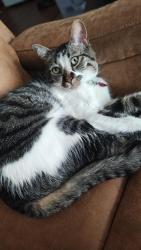 Lost Male Cat last seen Near E 15th st and Juan Madrid, Pueblo, CO 81001