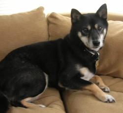 Lost Female Dog last seen Hs, Brooklyn, NY 11214