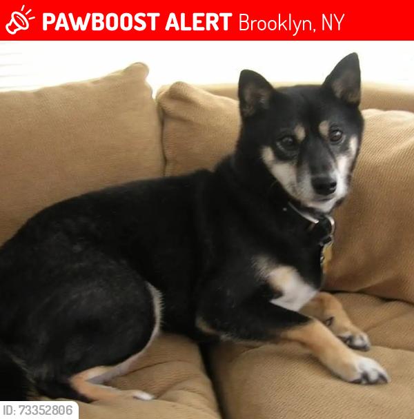 Lost Female Dog last seen Hs, Brooklyn, NY 11214