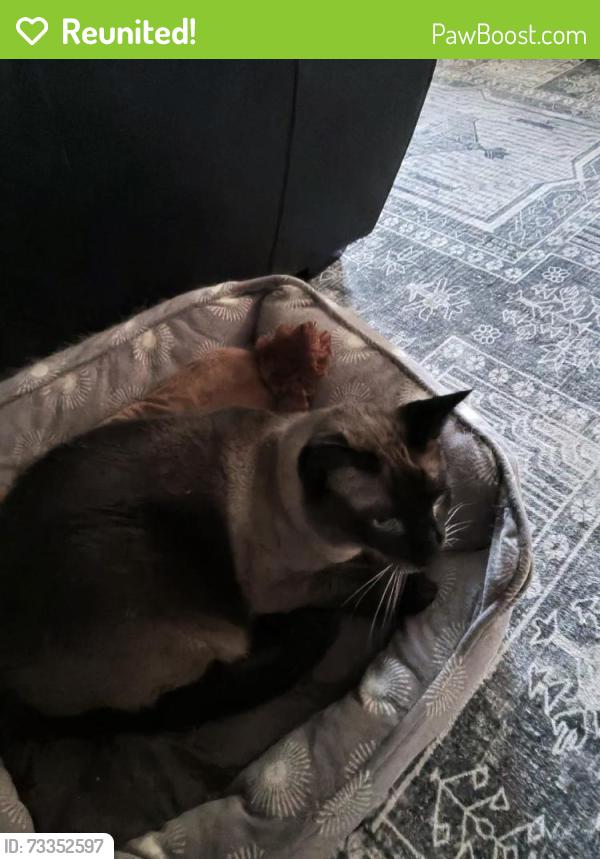Reunited Male Cat last seen Fayetteville rd and Ten Ten, Raleigh, NC 27603