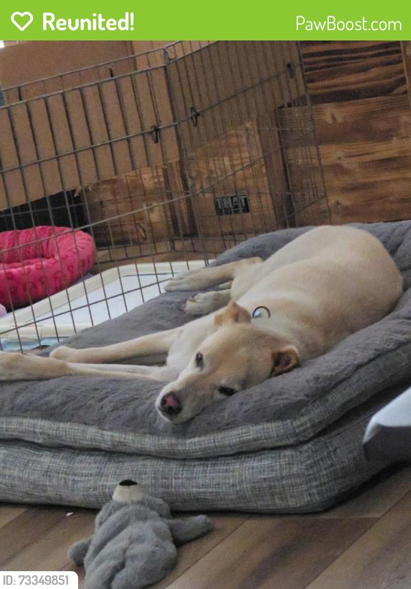 Reunited Unknown Dog last seen Avocado, San Diego County, CA 91978