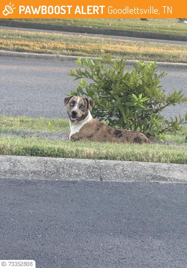 Found/Stray Unknown Dog last seen By the Publix, Goodlettsville, TN 37072