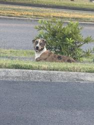 Found/Stray Unknown Dog last seen By the Publix, Goodlettsville, TN 37072
