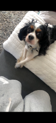 Reunited Male Dog last seen West princess, west king,west poplar, York, PA 17401