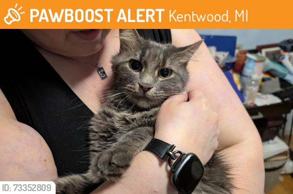 Found/Stray Unknown Cat last seen 44th Ave SE & Grantwood SE, Kentwood, MI 49508
