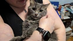 Found/Stray Unknown Cat last seen 44th Ave SE & Grantwood SE, Kentwood, MI 49508