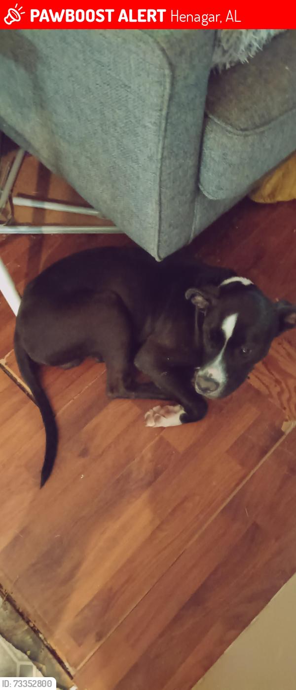 Lost Male Dog last seen Mountain home cemetery I live across from the cemetery at the Dead end, Henagar, AL 35978