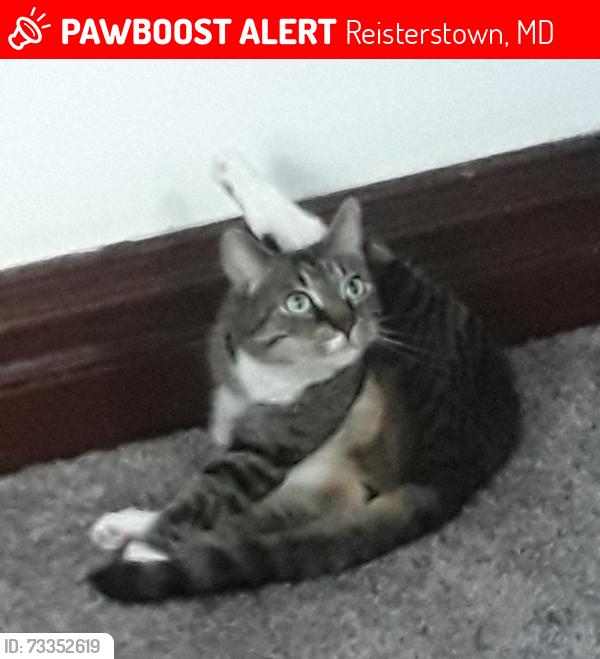 Lost Male Cat last seen Butler rd & piney Grove, Reisterstown, MD 21136