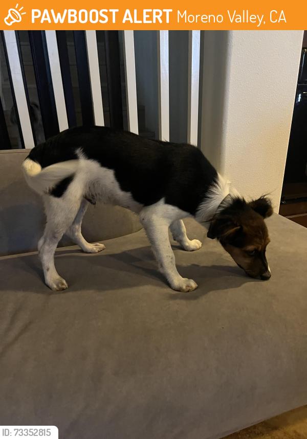 Found/Stray Male Dog last seen Somergate dr and Crispin dr, Moreno Valley, CA 92555