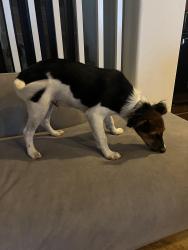 Found/Stray Male Dog last seen Somergate dr and Crispin dr, Moreno Valley, CA 92555
