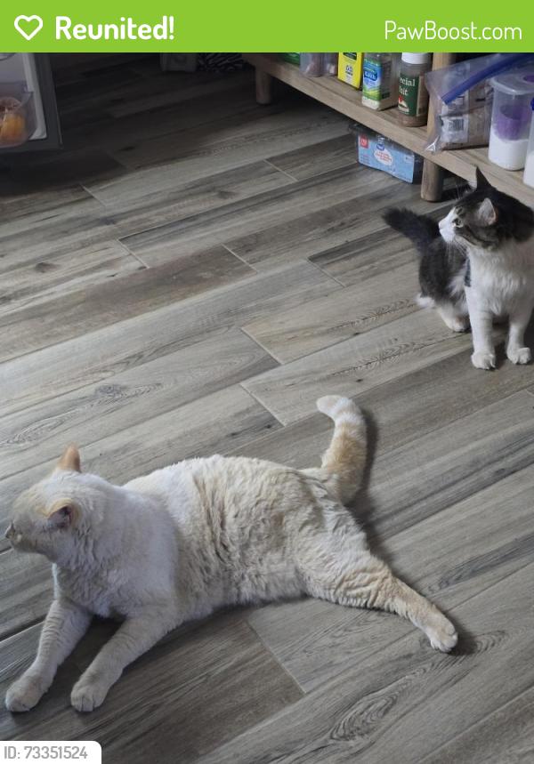 Reunited Male Cat last seen Colquit and Seymour Rd, Wichita Falls, TX 76309