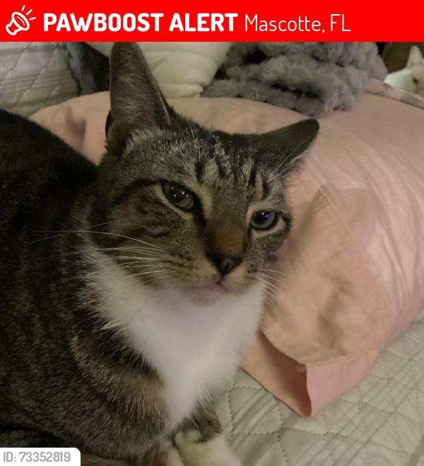 Lost Male Cat last seen Hwy 50 & bay lake, Mascotte, FL 34753