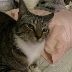 Lost Male Cat last seen Hwy 50 & bay lake, Mascotte, FL 34753