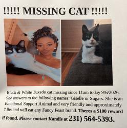 Found/Stray Female Cat last seen Near Mary street, Muskegon, MI 49442