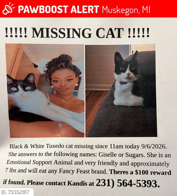 Found/Stray Female Cat last seen Near Mary street, Muskegon, MI 49442