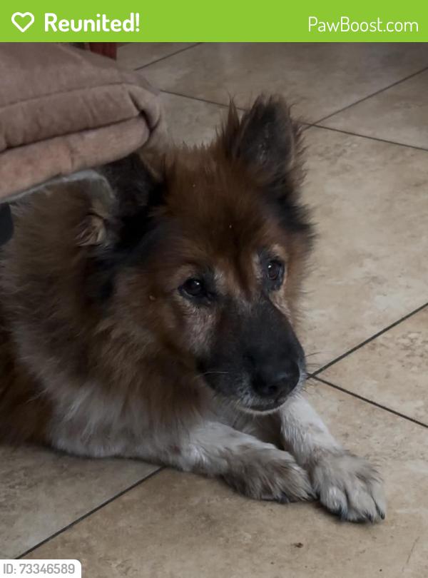 Reunited Male Dog last seen River st & Apache, Tempe, AZ 85281